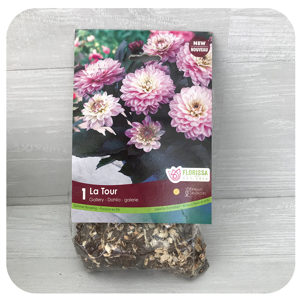 Dahlia Gallery La Tour