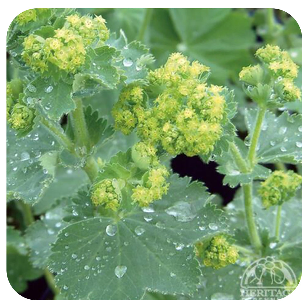 Lady's Mantle (Alchemilla mollis)