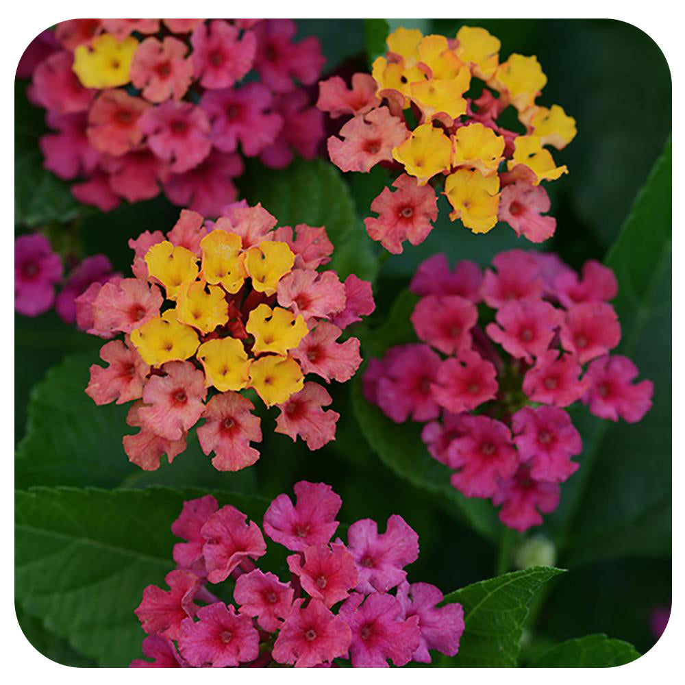 Lantana