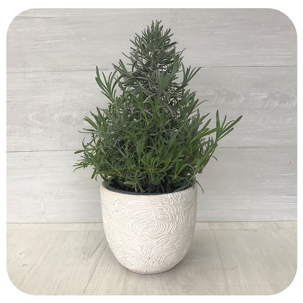 Lavender Topiary (Cone)