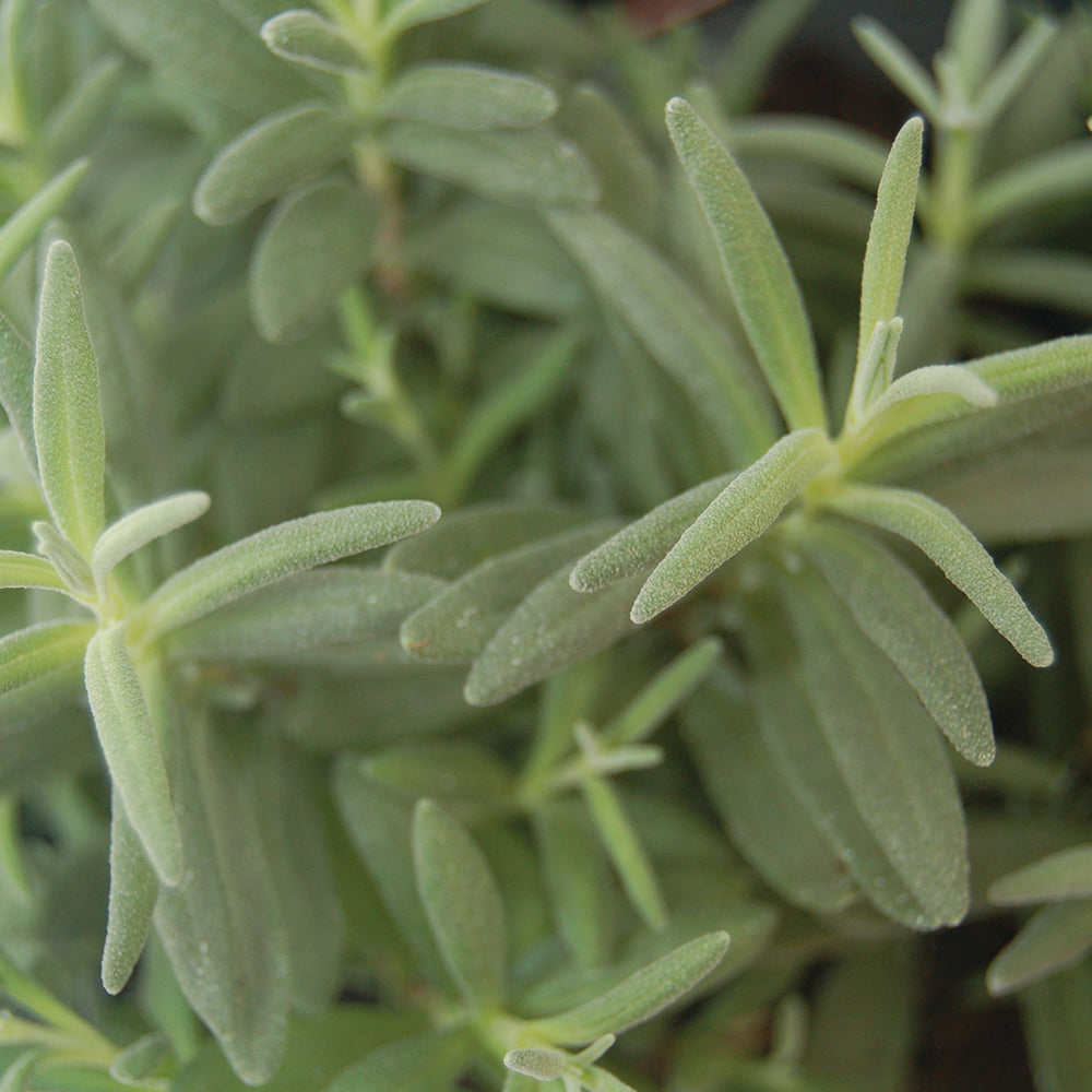Lavender Munstead (Organic)