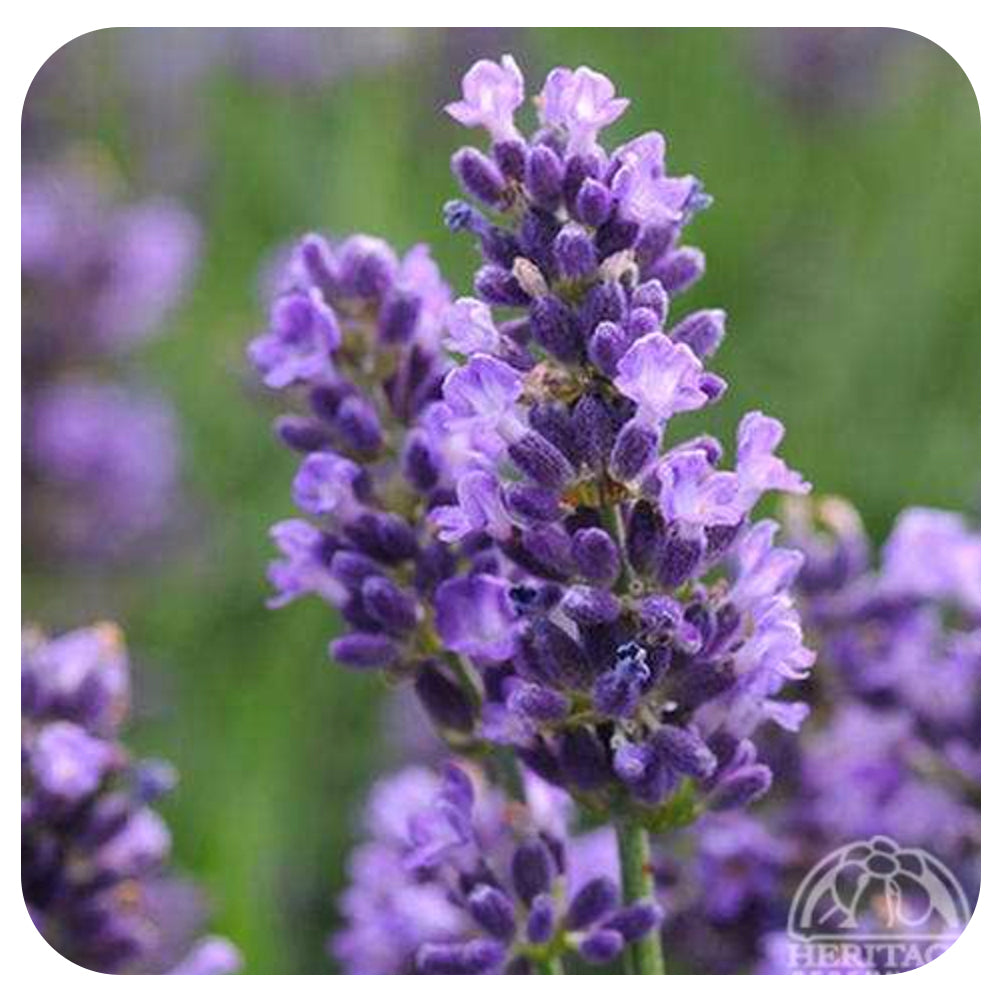 lavender flower meaning in urdu Lavender ‘Sensational’ (Lavandula angustifolia)