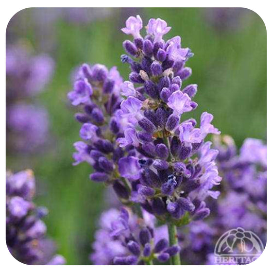 Lavender ‘Superblue’ (Lavandula angustifolia)
