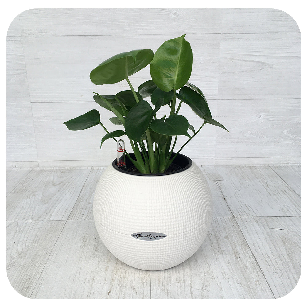 Lechuza Puro Self-Watering Planter