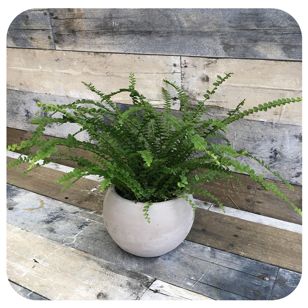Lemon Button Fern (Nephrolepis Cordifolia)