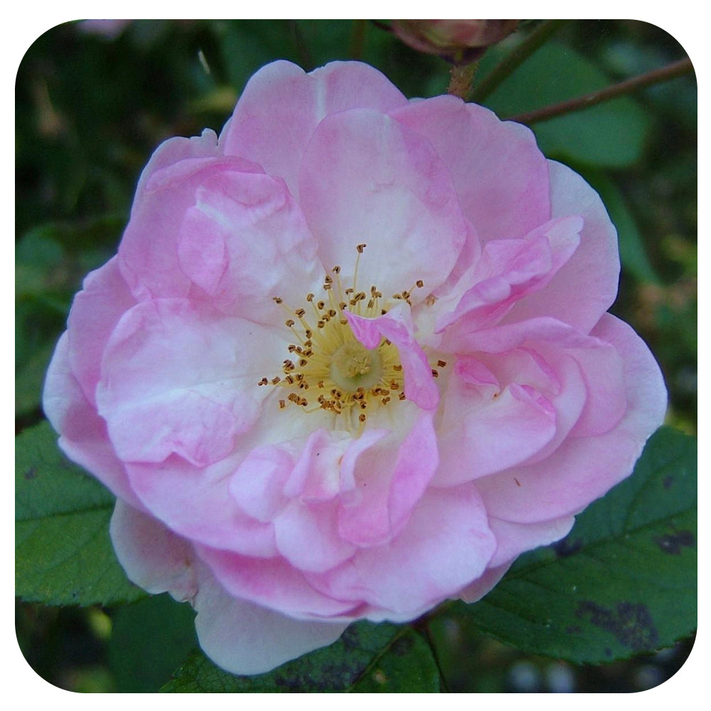 Life of the Party™ by Weeks Roses