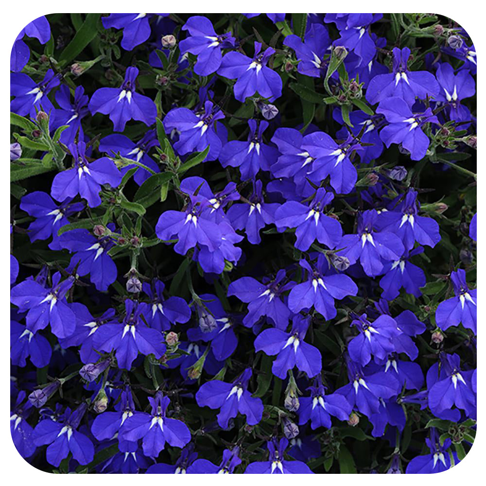 Lobelia