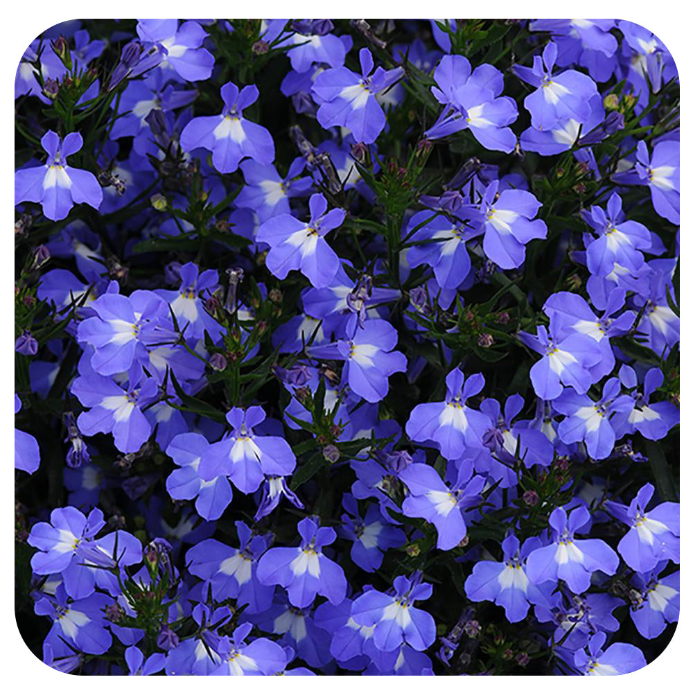 Lobelia