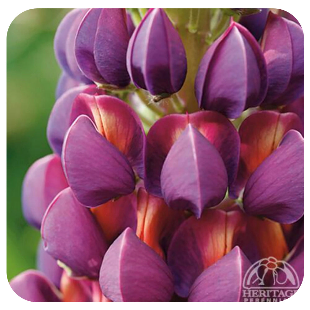 Lupine ‘Masterpiece'