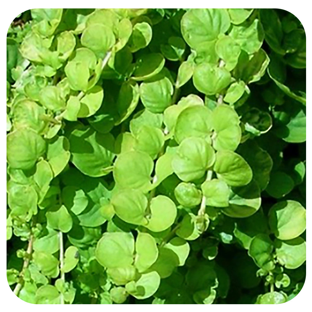 Creeping Jenny (Lysimachia nummularia)