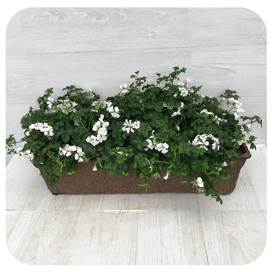 Window Box -Mini Cascade Ivy Geranium White