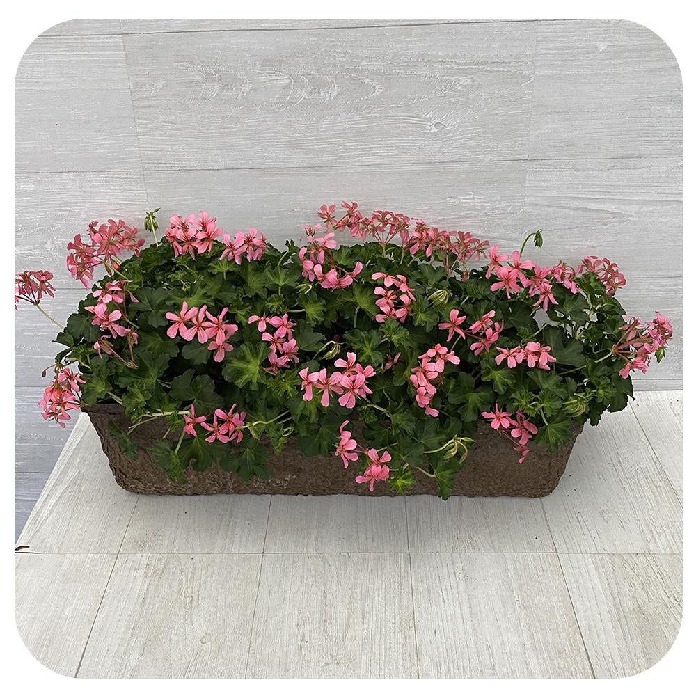 Window Box - Mini Cascade Ivy Geranium Pink