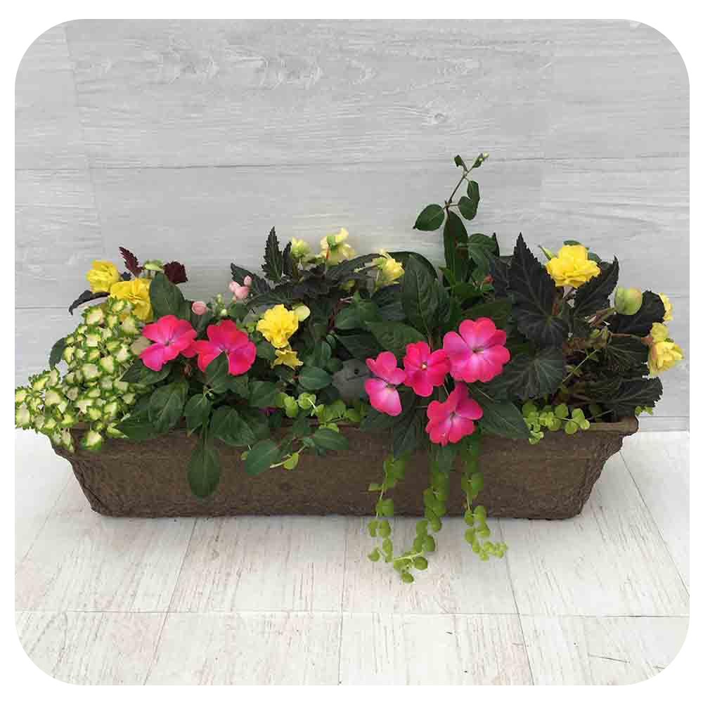 Window Box - Shade Yellow Mix with Creeping Jenny - Davenport Garden Centre