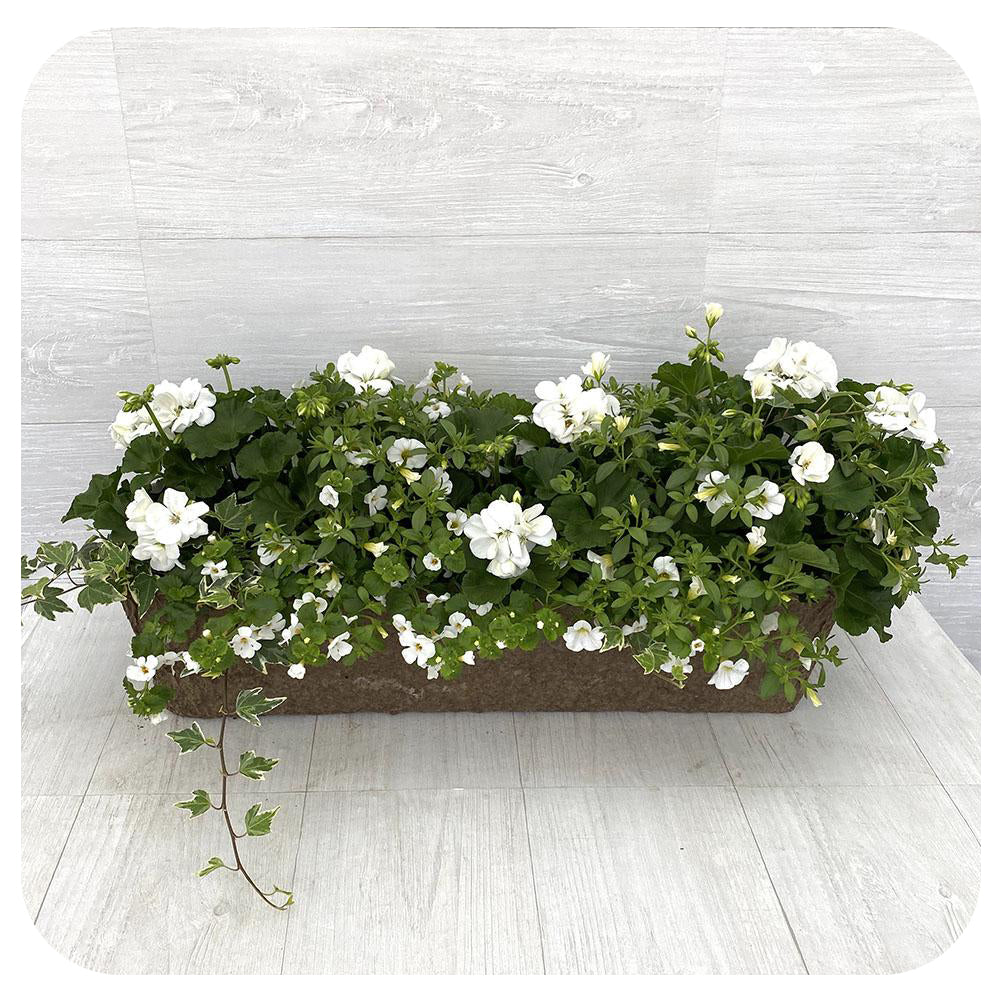Window Box Sun - White Mix