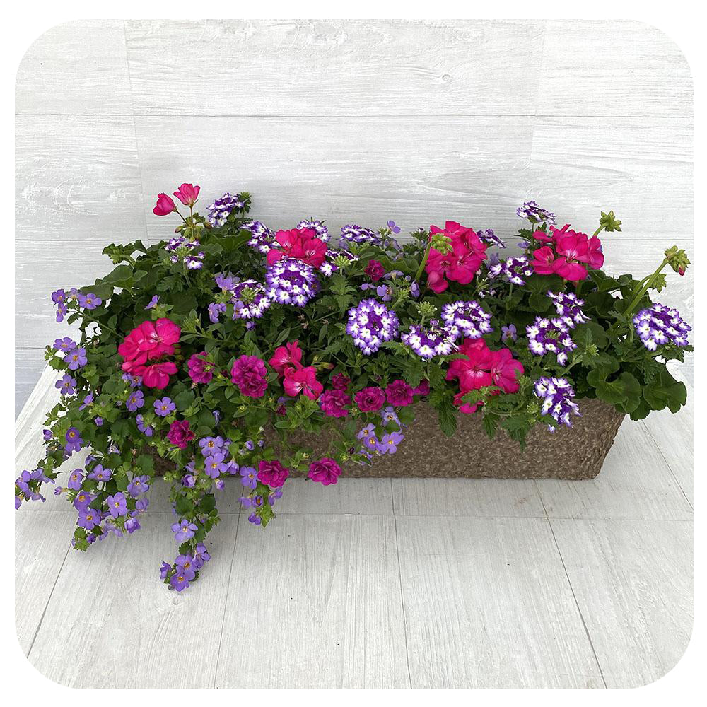 Window Box Sun - Magenta with Blue Bacopa