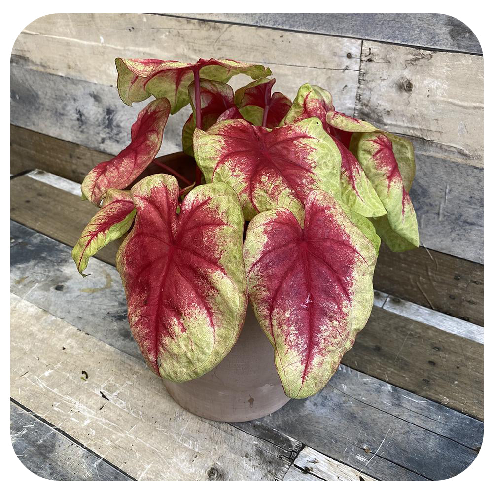 Caladium