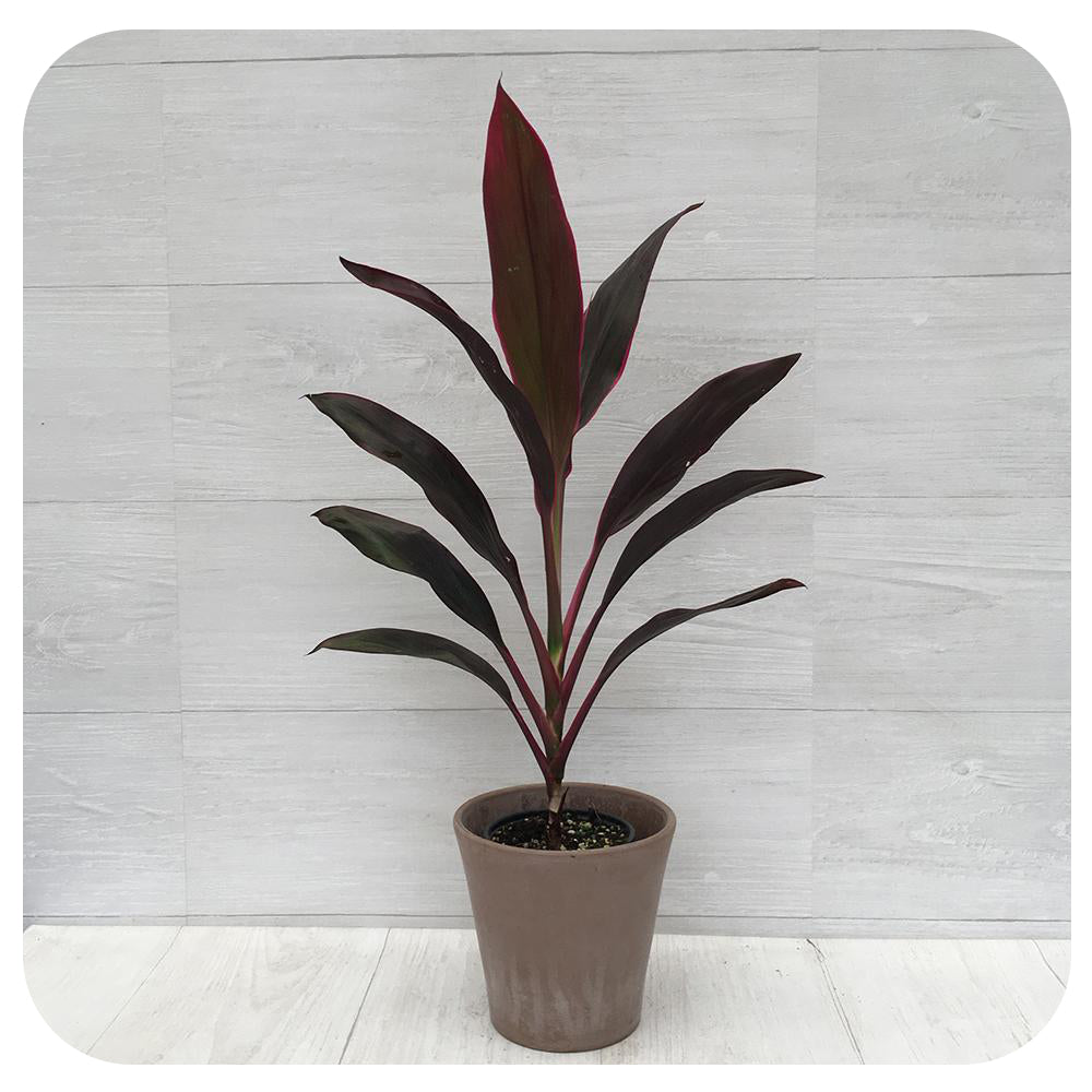 cordyline hybrid plant indoor care Cordyline Terminalis