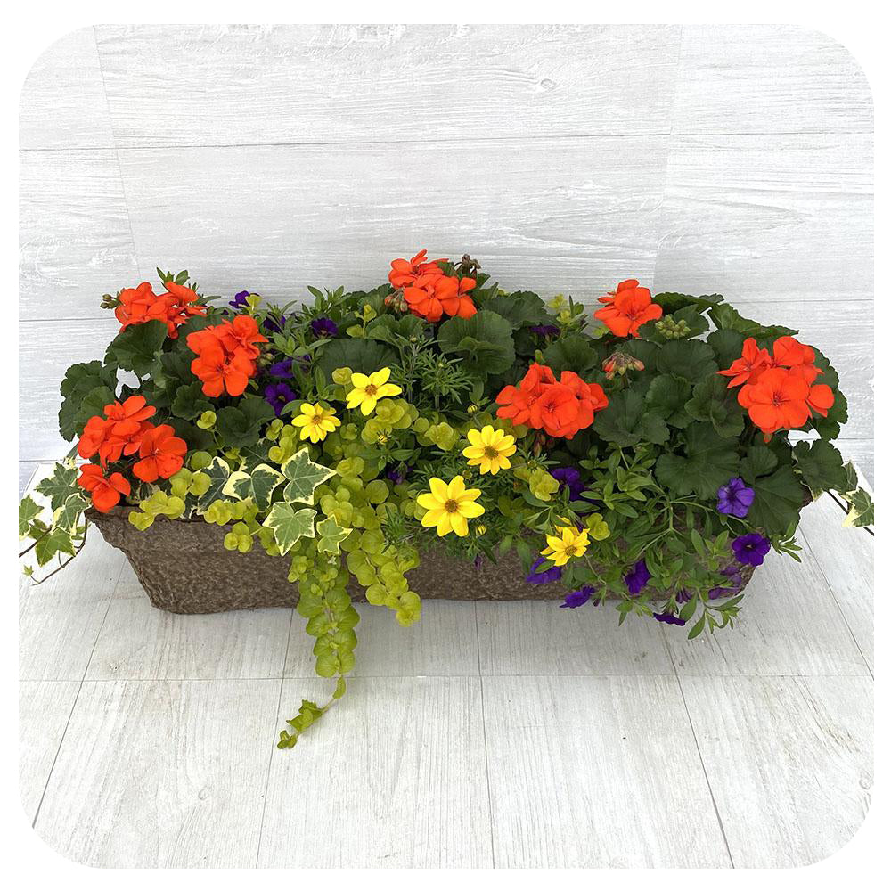 Window Box - Orange Geranium with Yellow Bidens