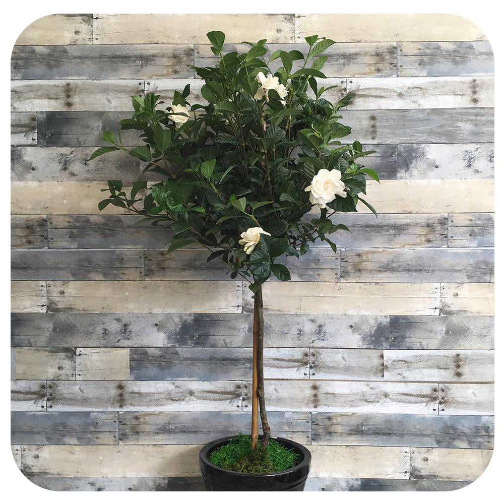 Gardenia Tree