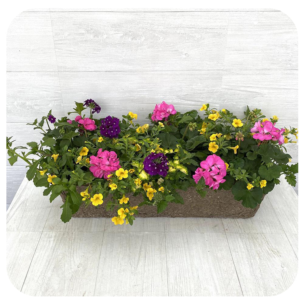 Window Box Sun - Pink with Blue Verbena and Yellow Calibrachoa