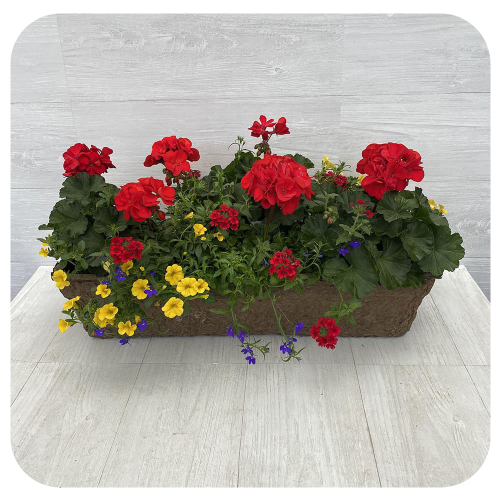 Window Box Sun - Red with blue lobelia and yellow calibrachoa
