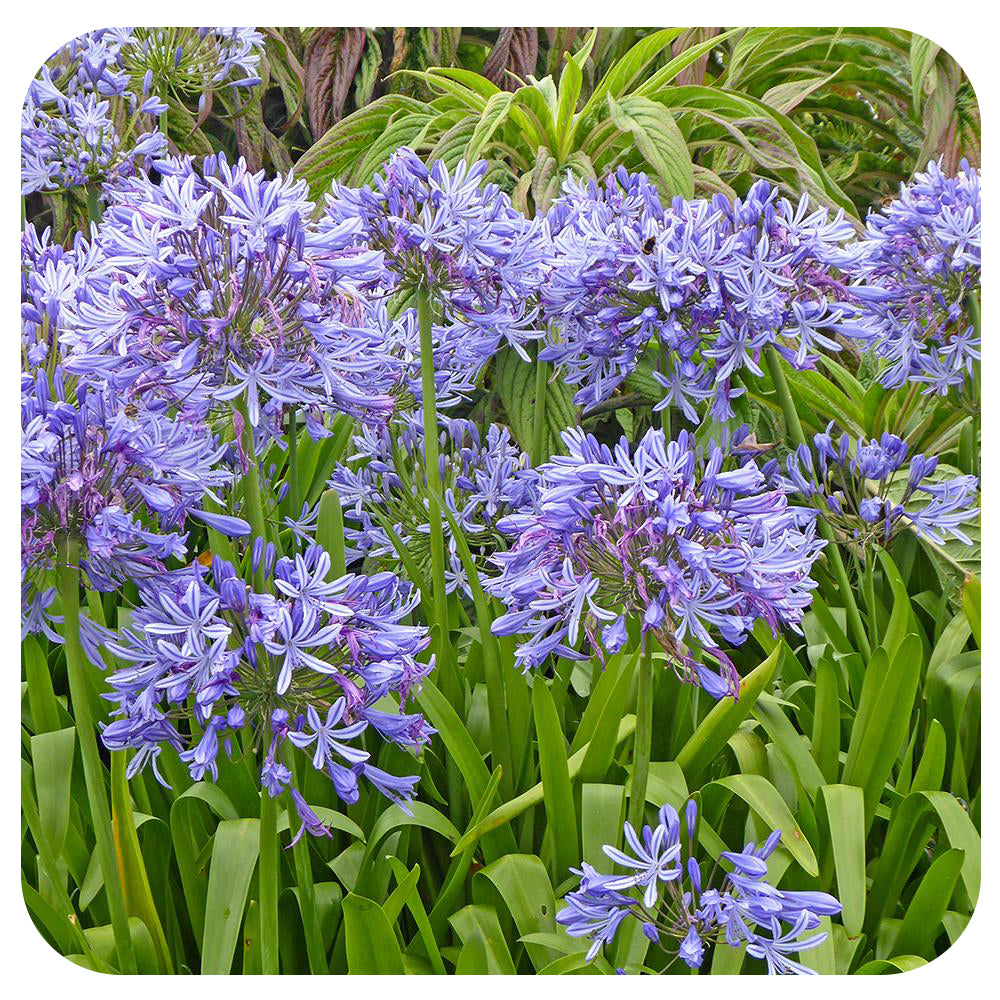 Agapanthus