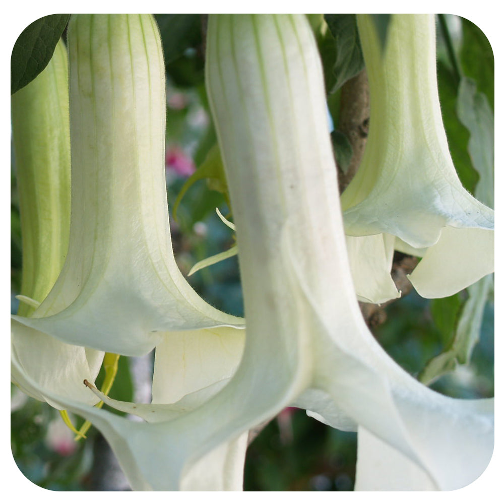 Brugmansia