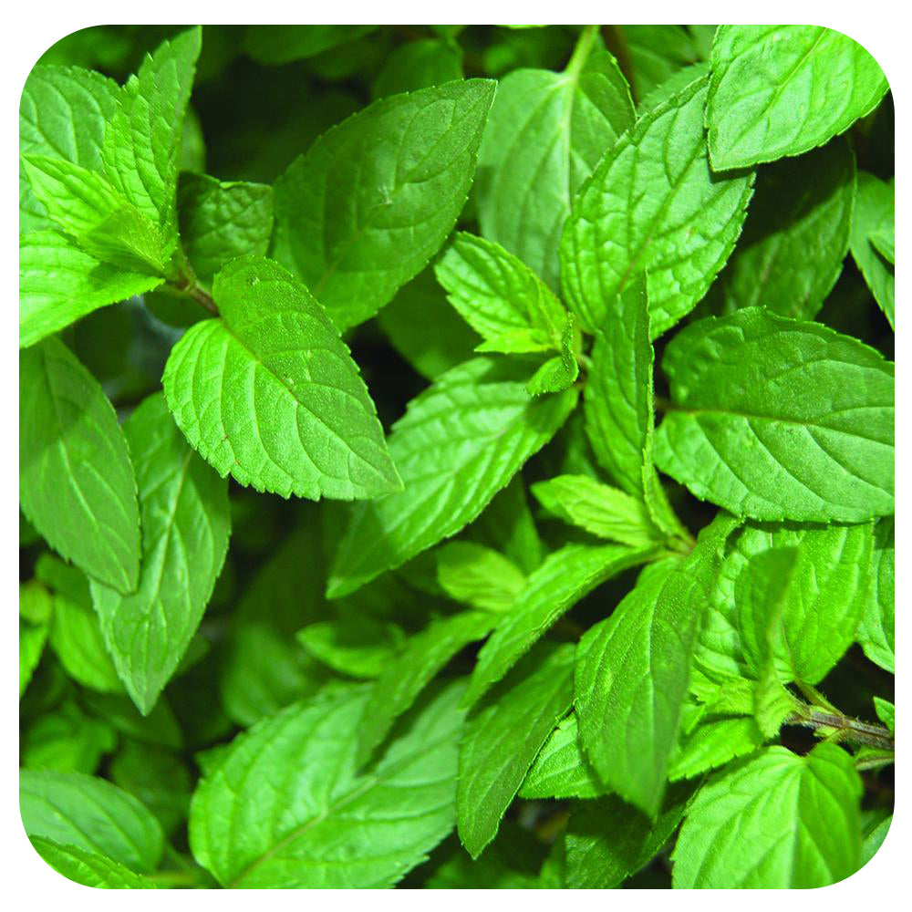Peppermint