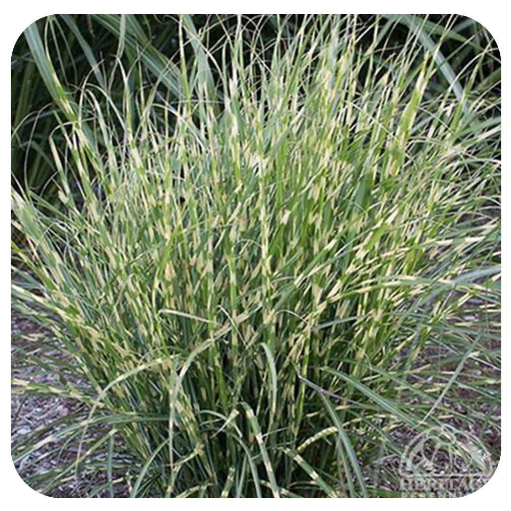 Miscanthus sinensis 'Bandwidth' (Japanese Silver Grass)
