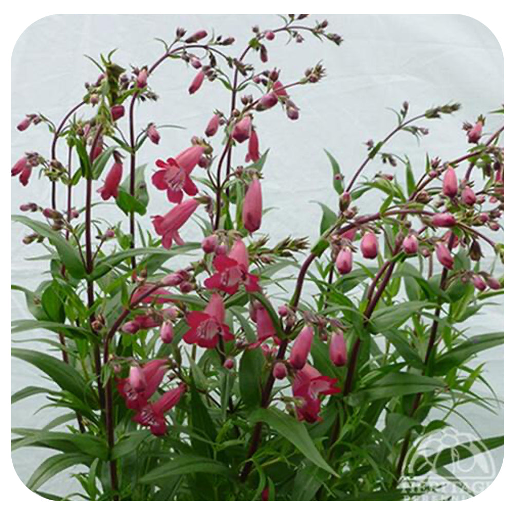 Penstemon 'Mission Bells Deep Rose' (Hybrid Beard-Tongue)