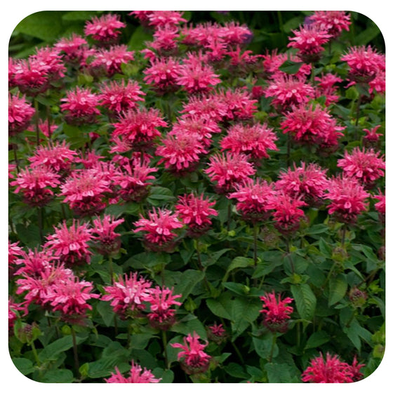 Monarda ‘Pink Lace’ (Dwarf Bee Balm)