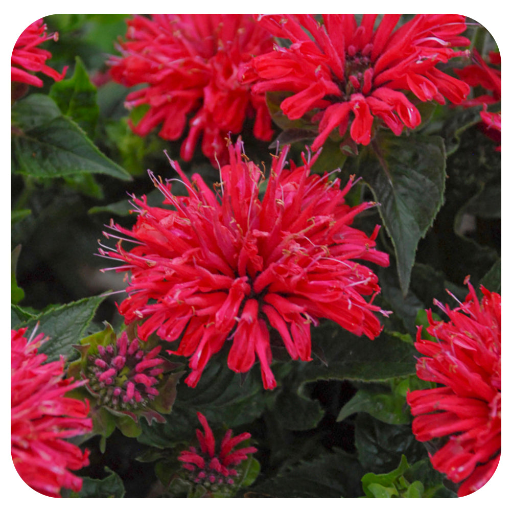 Monarda 'Pardon my Cerise' (Bee Balm)
