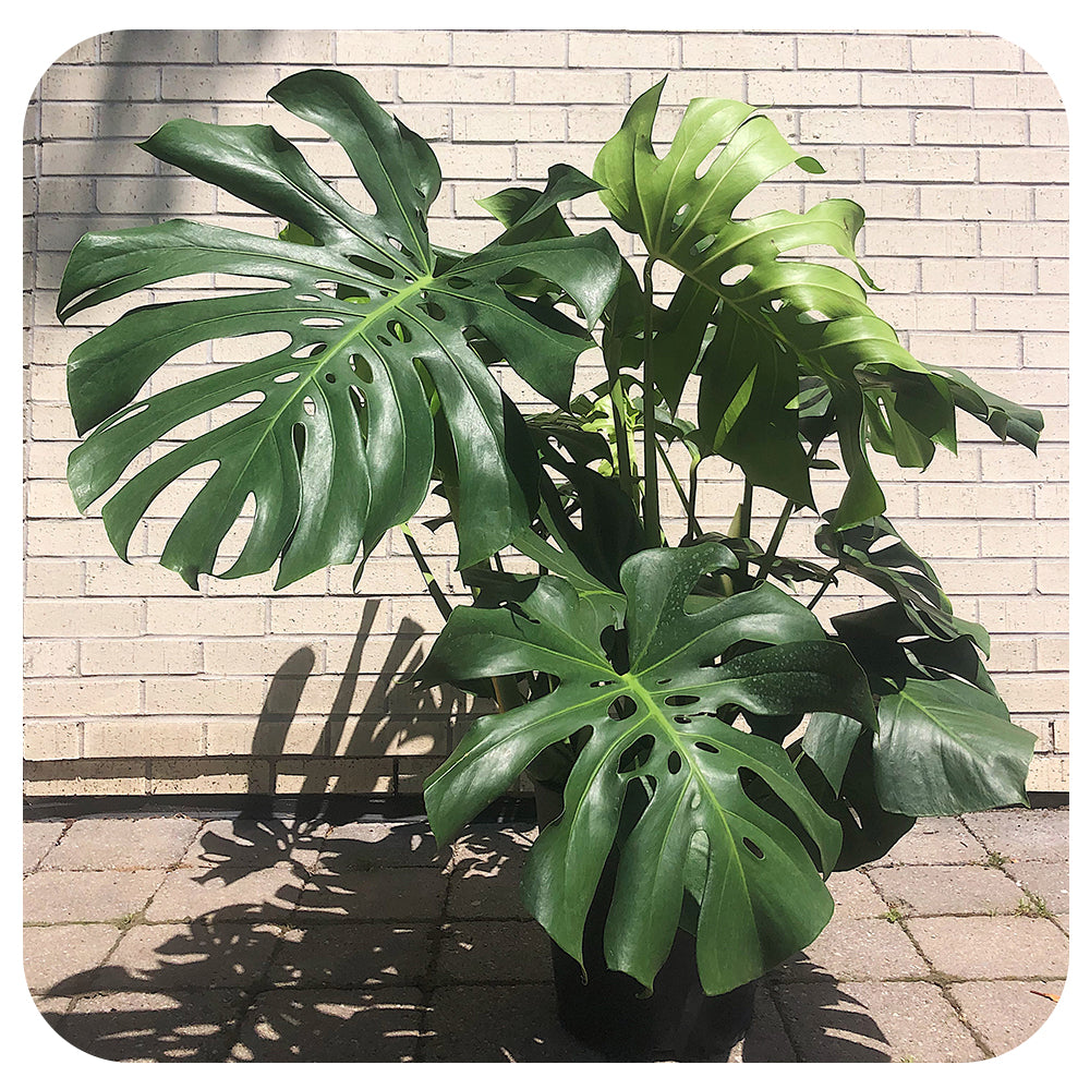 philodendron monstera garner Philodendron Monstera Deliciosa (Split Leaf)