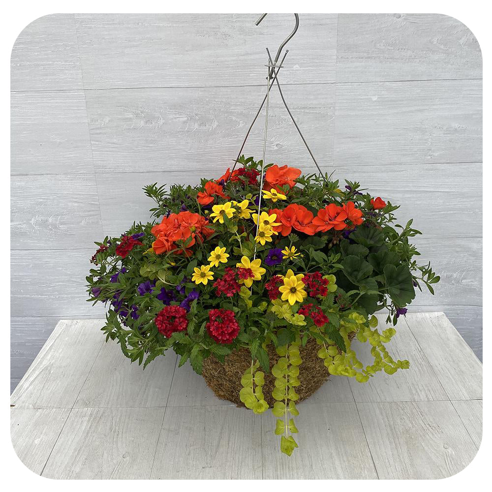 Moss Hanging Basket Sun - Orange with Yellow Bidens