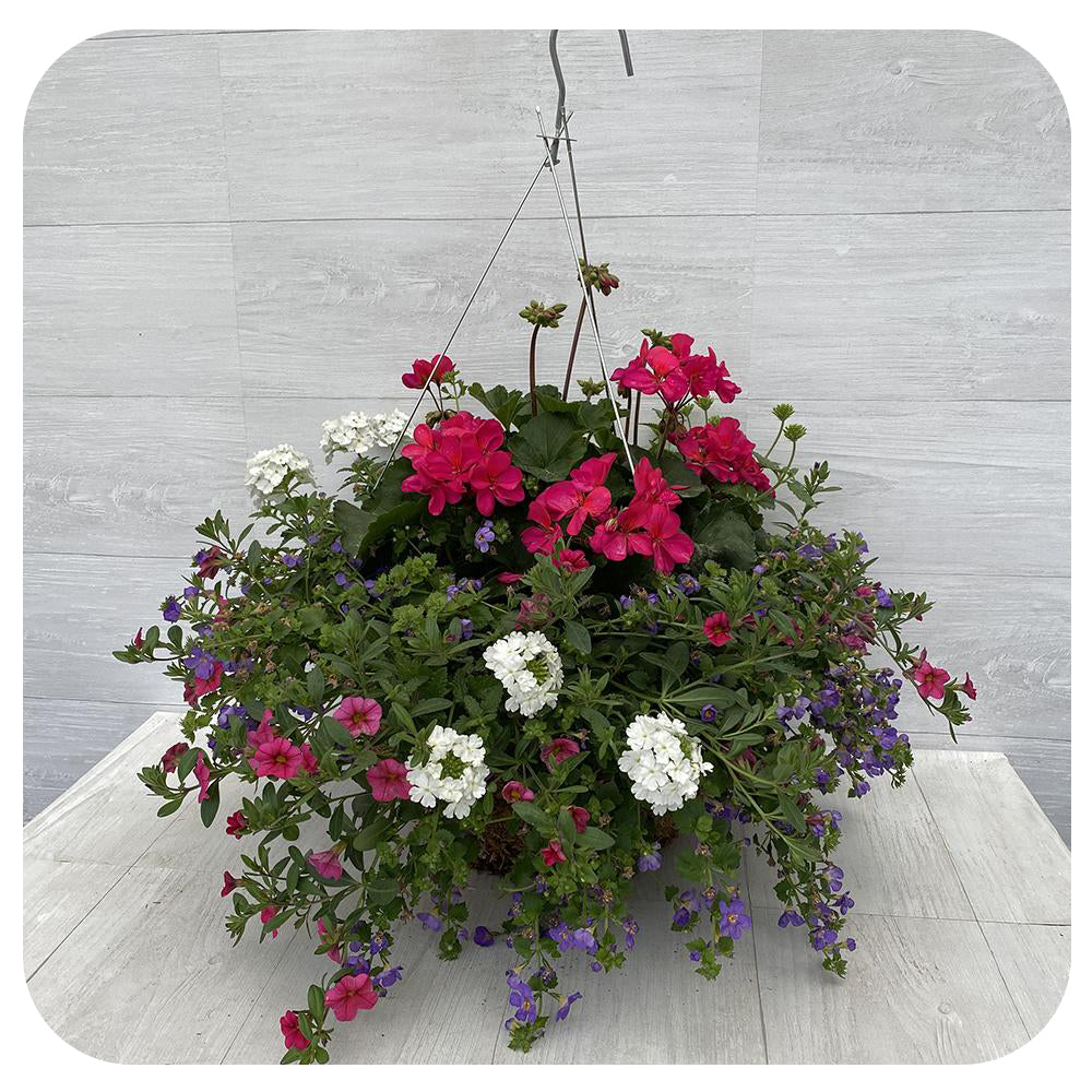 bacopa hanging basket plants Moss Hanging Basket Sun - Magenta with blue bacopa