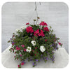 Moss Hanging Basket Sun - Magenta with blue bacopa
