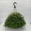 Hanging Basket Mums (Chrysanthemum)