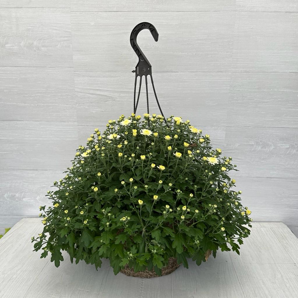 hanging mum plant Hanging Basket