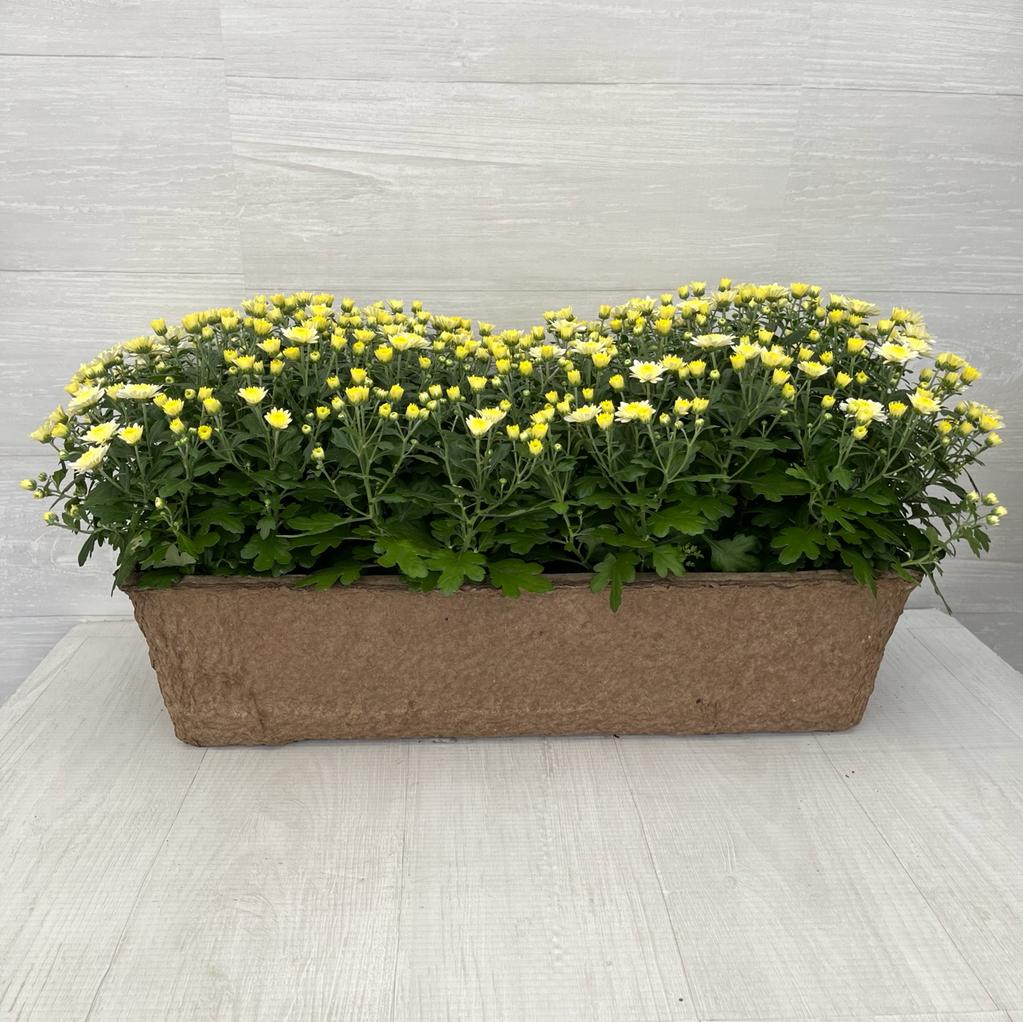 Autumn Window Box - Mums