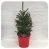Potted Norway Spruce