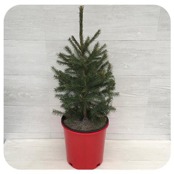 Potted White Spruce