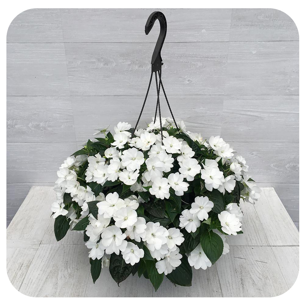 hanging impatiens plants New Guinea Impatiens Hanging Basket 12" - White