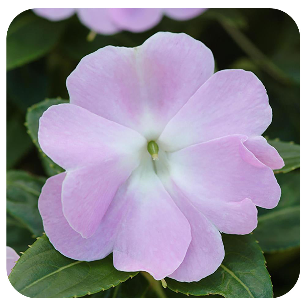 New Guinea Impatiens