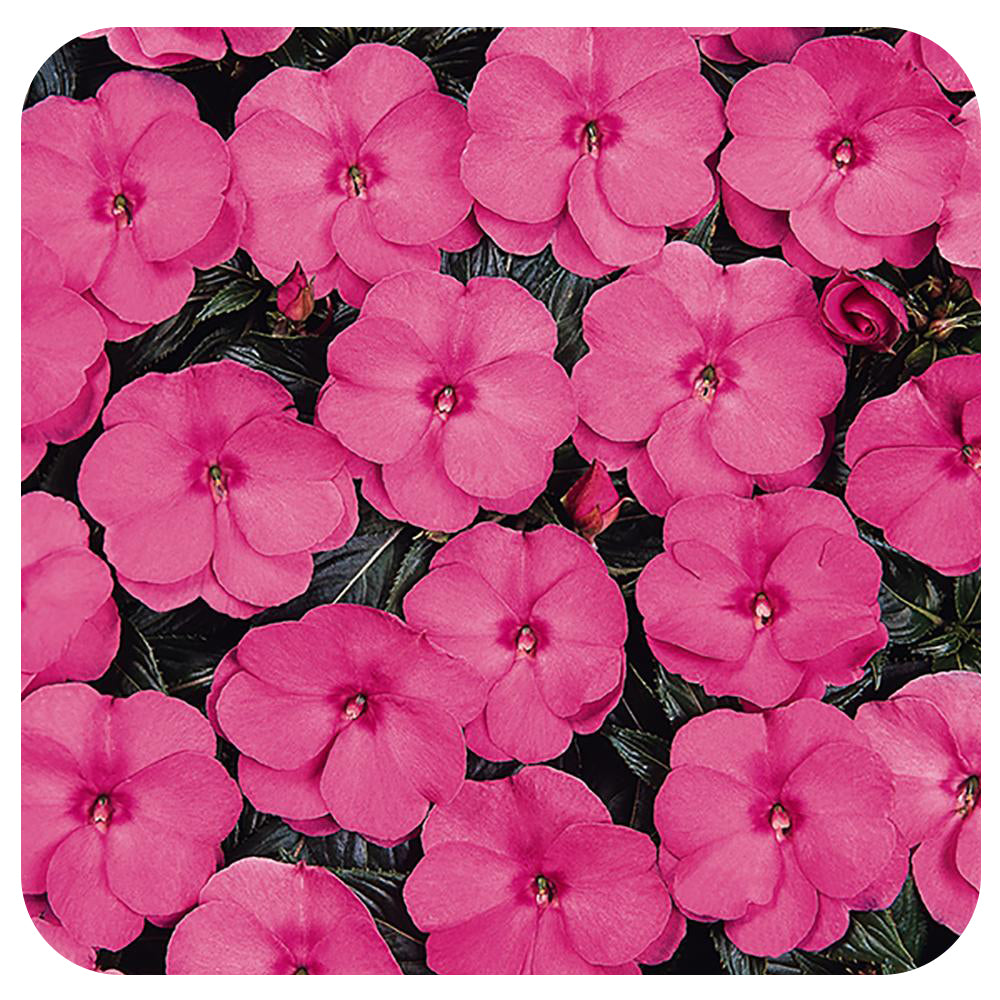 New Guinea Impatiens