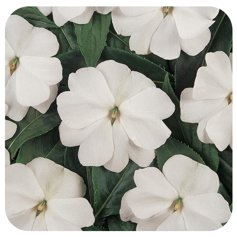 New Guinea Impatiens