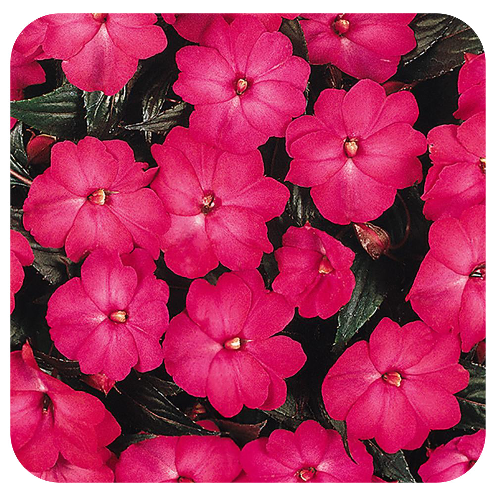 New Guinea Impatiens