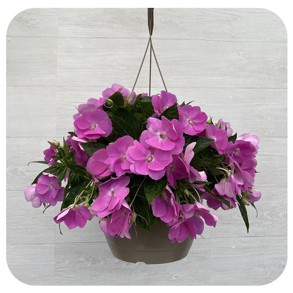 New Guinea Impatiens Hanging Basket Lavender Davenport Garden Centre