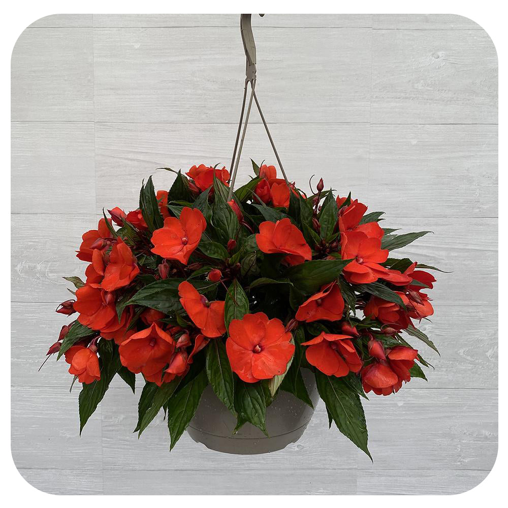 new guinea impatiens hanging plants New Guinea Impatiens Hanging Basket - Orange