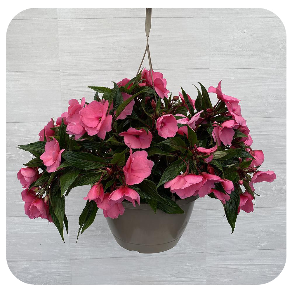 New Guinea Impatiens Hanging Basket 10" - Pink