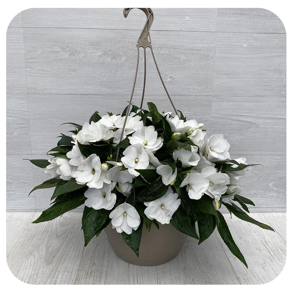 New Guinea Impatiens Hanging Basket - White 10"